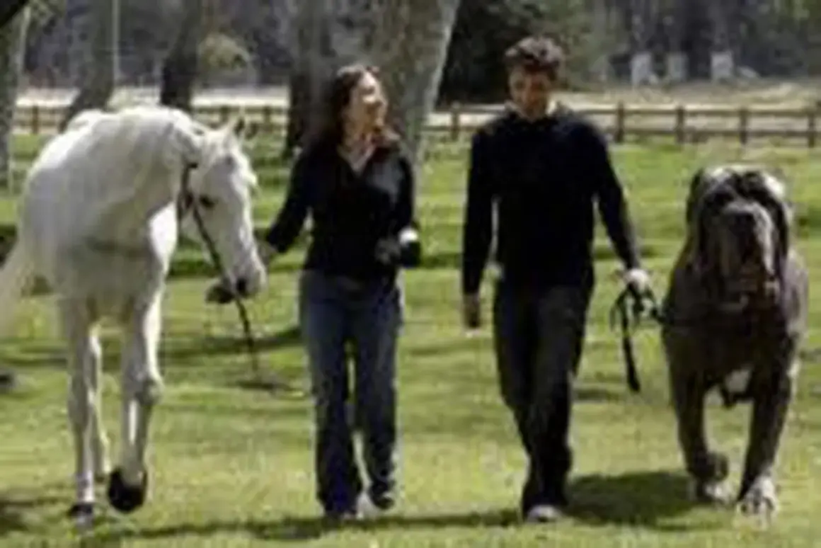 Un couple promène un cheval blanc et Hercule, le plus gros chien du monde, dans un pré.