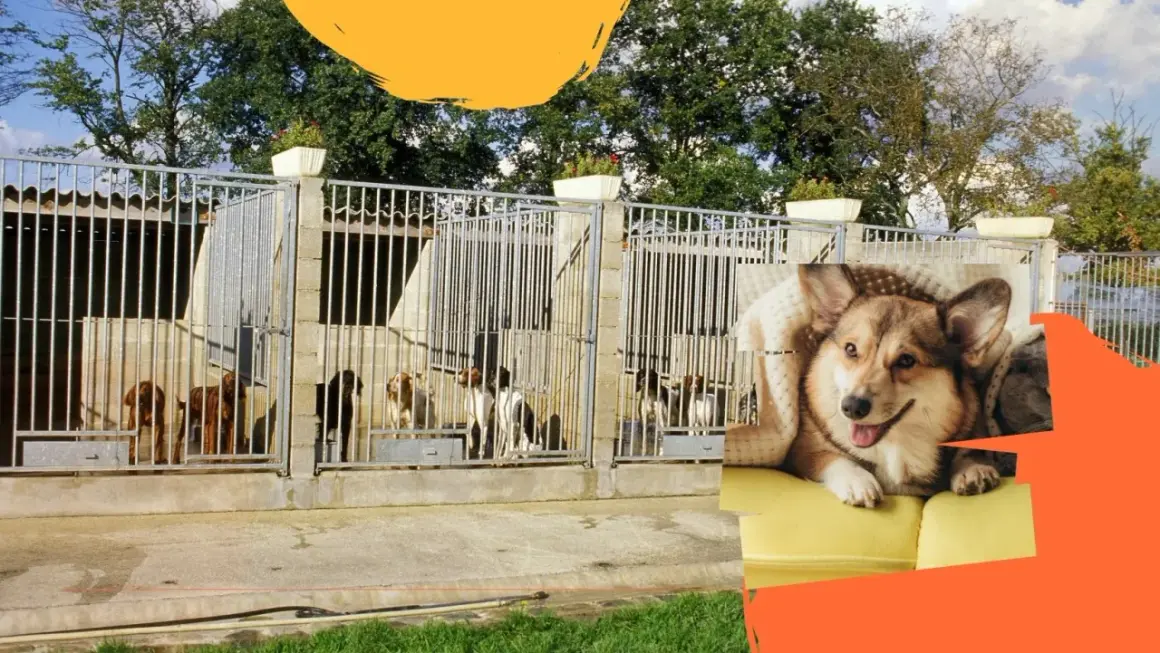 Construction d'un chenil pour chiens de chasse. Plusieurs chiens sont dans des enclos. Un chien corgi est confortablement installé sur un canapé.
