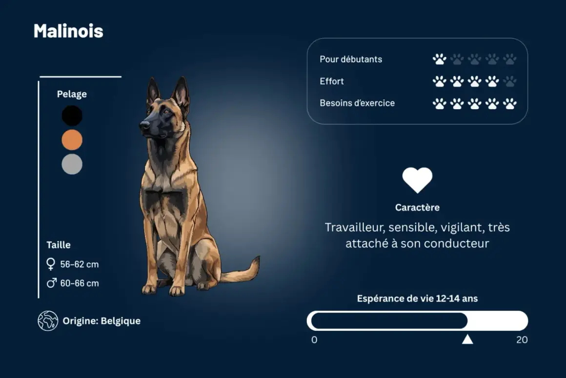 Le Malinois, travailleur et vigilant, a pour point faible du malinois sa sensibilité. Il n'est pas idéal pour débutants.