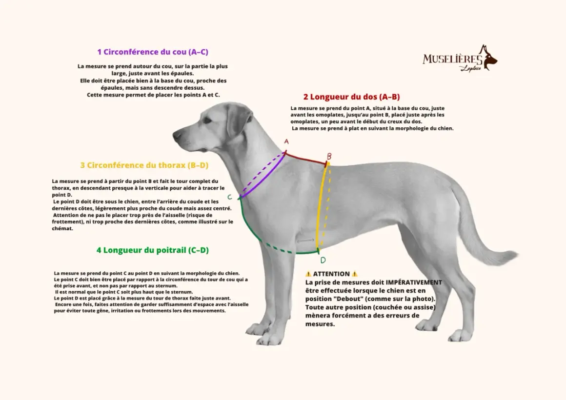 Le chien est mesuré pour un tour de poitrail. Les points C et D sont indiqués pour la mesure.