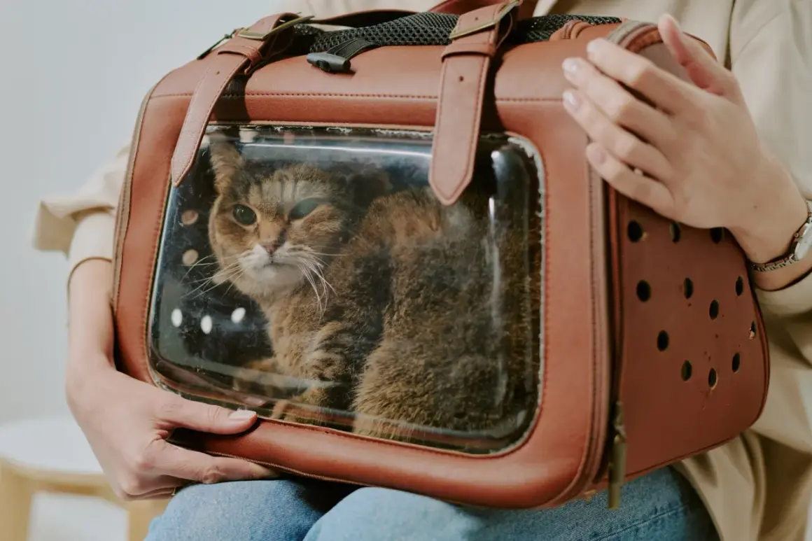 Un chat tigré dans une **soute animaux avion** de transport marron, prêt pour un voyage.