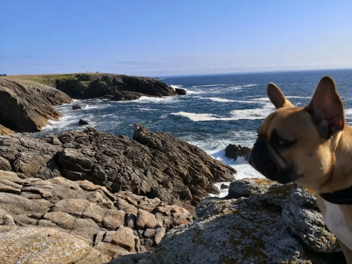 Un bouledogue français profite d'un séjour camping dog friendly en Bretagne, contemplant la mer agitée et les falaises rocheuses.