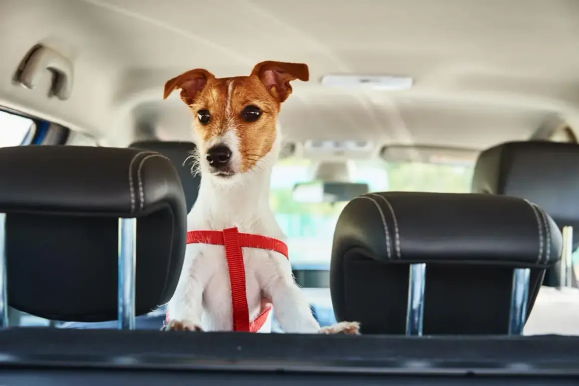 Petit chien en harnais rouge, prêt pour le voyage en voiture, respectant la norme IATA pour le transport animalier.