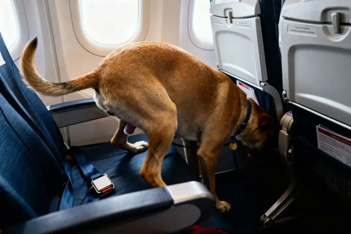 Un chien dans un avion, prêt à faire pipi sur le siège.