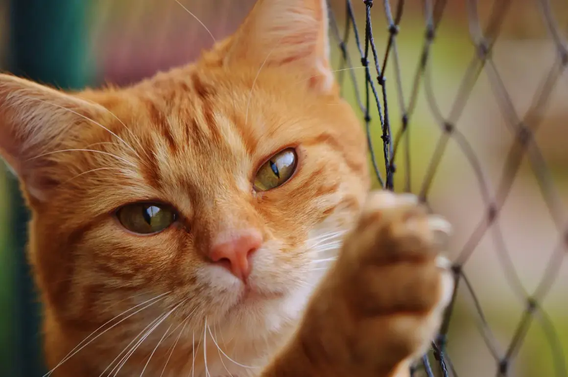 Un chat roux curieux regarde à travers un filet. Il rêve peut-être d'un voyage en air transport, mais le tarif animal est un obstacle.