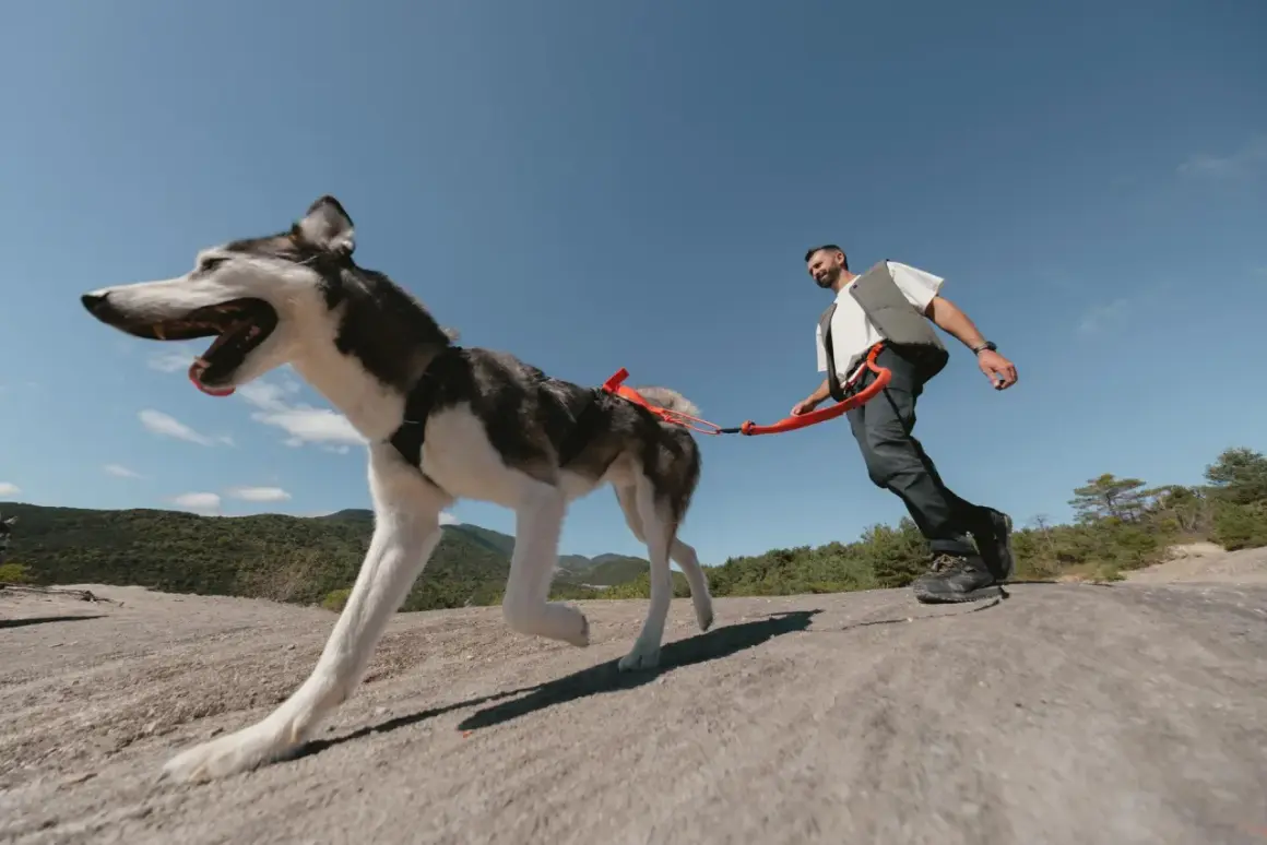 Un homme et son chien husky profitent d'une belle journée de cani randonnée sur un sentier rocheux, sous un ciel bleu éclatant.