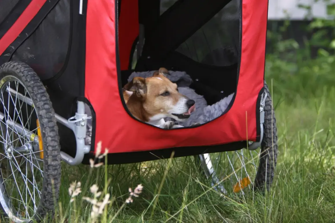 Un chien marron et blanc se repose dans une remorque à chien rouge et noire, la langue sortie.