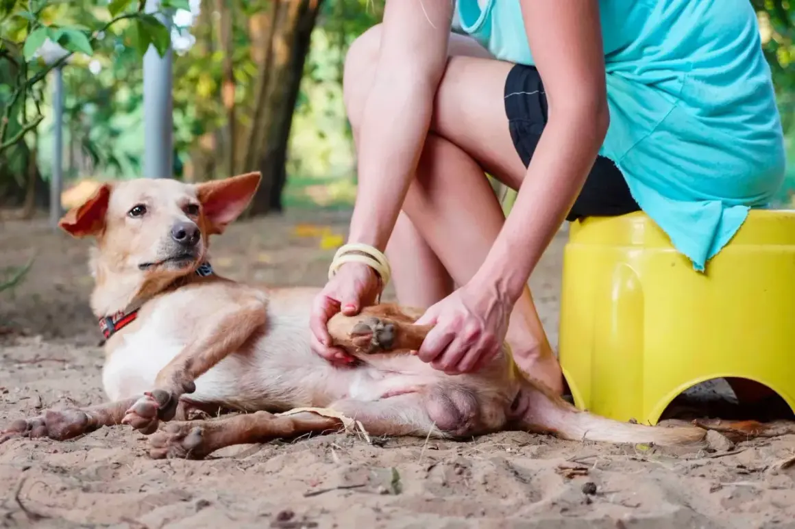 Une femme examine la patte d'un chien qui boite, allongé sur le sable.
