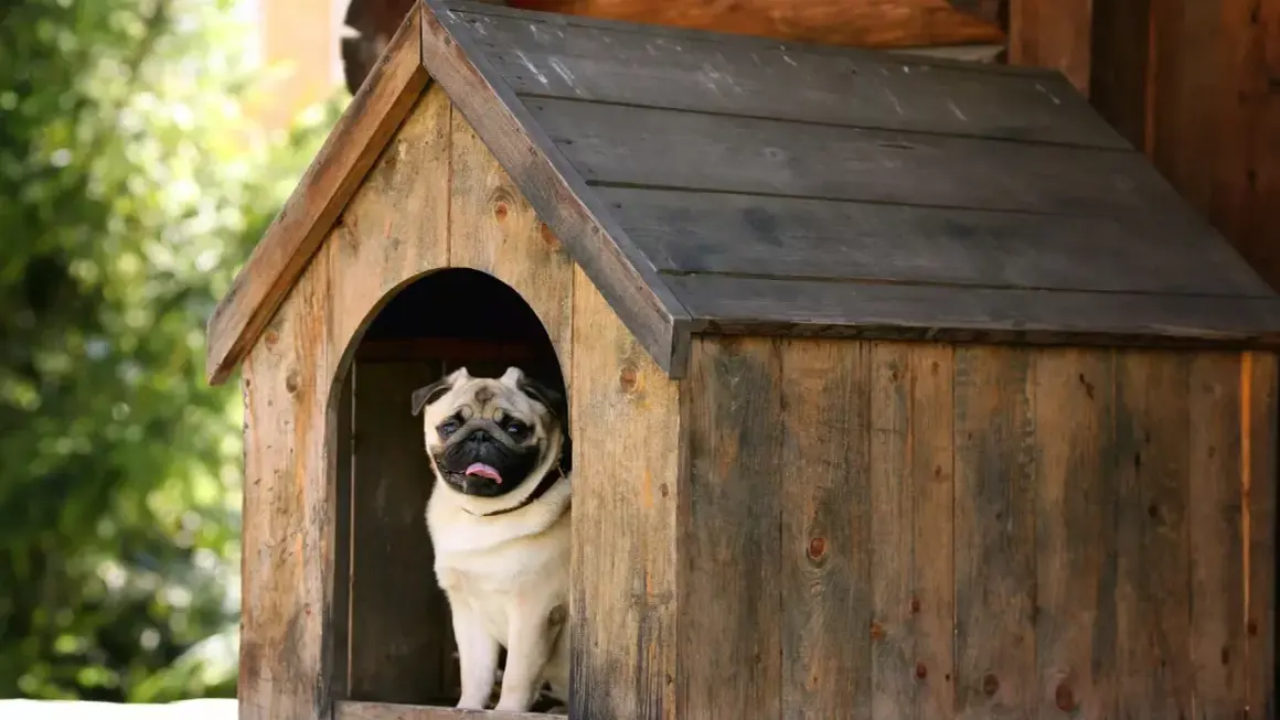 Carlin dans sa niche en bois. À quel âge un chien peut-il dormir dehors ? Ce petit compagnon semble prêt pour l'aventure !