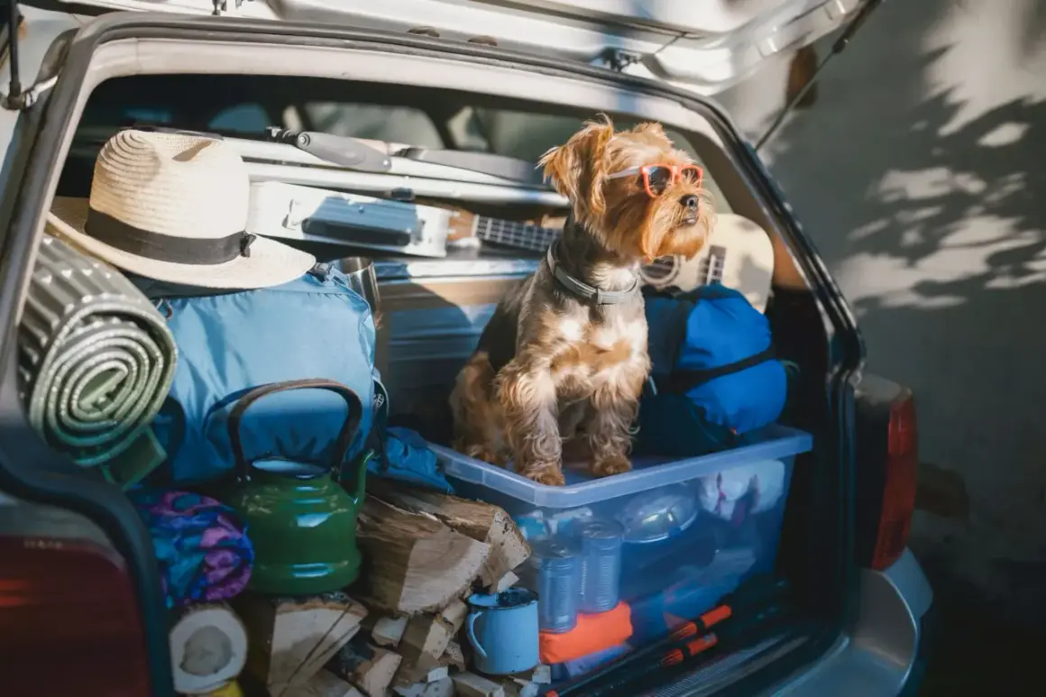Un chien avec des lunettes de soleil est prêt pour les vacances dans le coffre d'une voiture rempli de matériel de camping. Une question se pose : ou mettre son chien quand on part en vacances ?