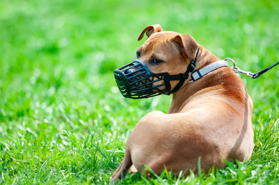 Un chien brun au repos sur l'herbe, portant une muselière filet noire.