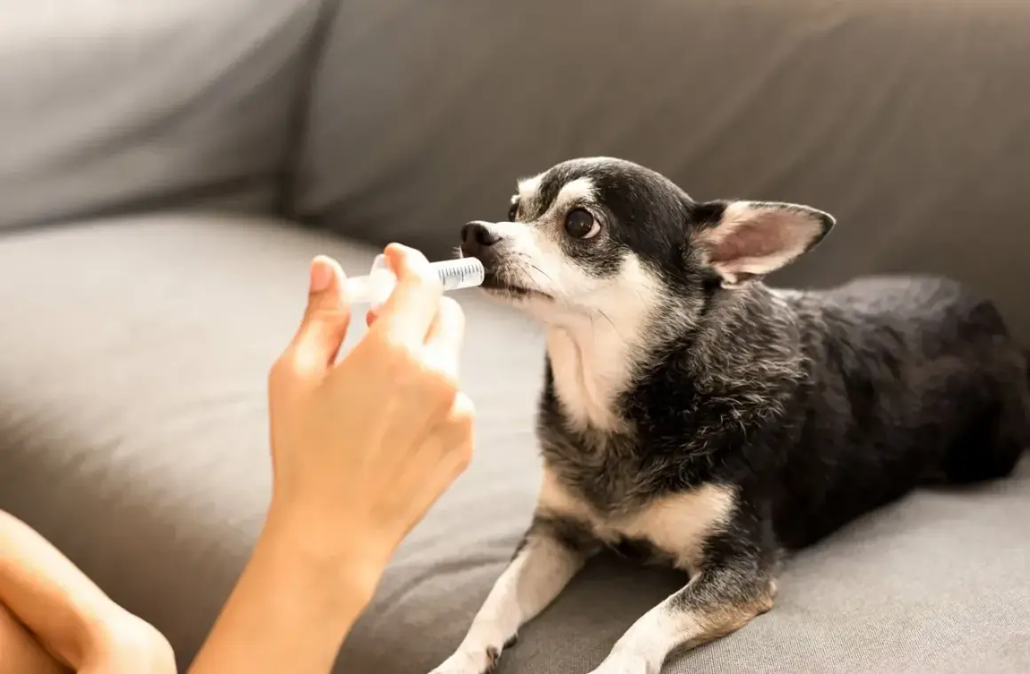 Une main donne un anti douleur pour chien à un chihuahua sur un canapé.