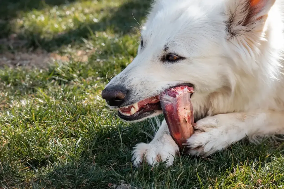 Un chien blanc ronge un os à mâcher, un os à mâcher chien dangereux qui pourrait se briser.