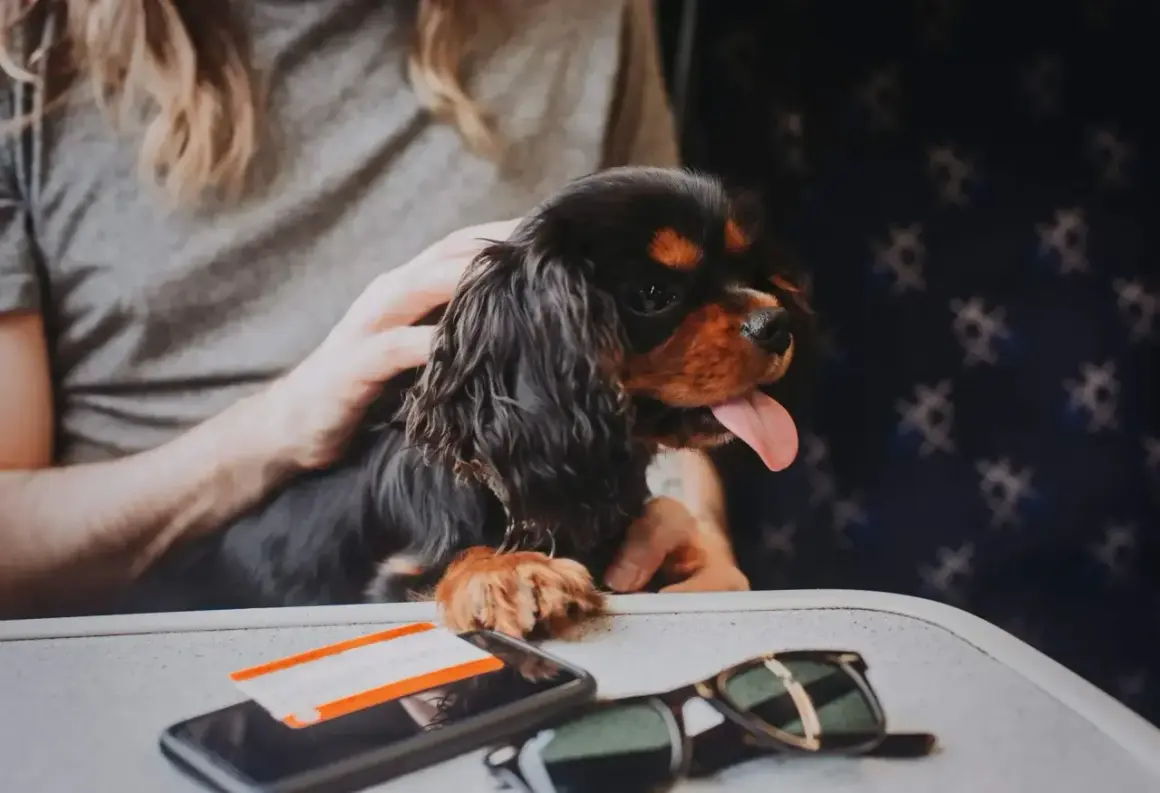 Un adorable cavalier king charles, prêt pour son voyage en avion, avec un téléphone et des lunettes de soleil sur la tablette.