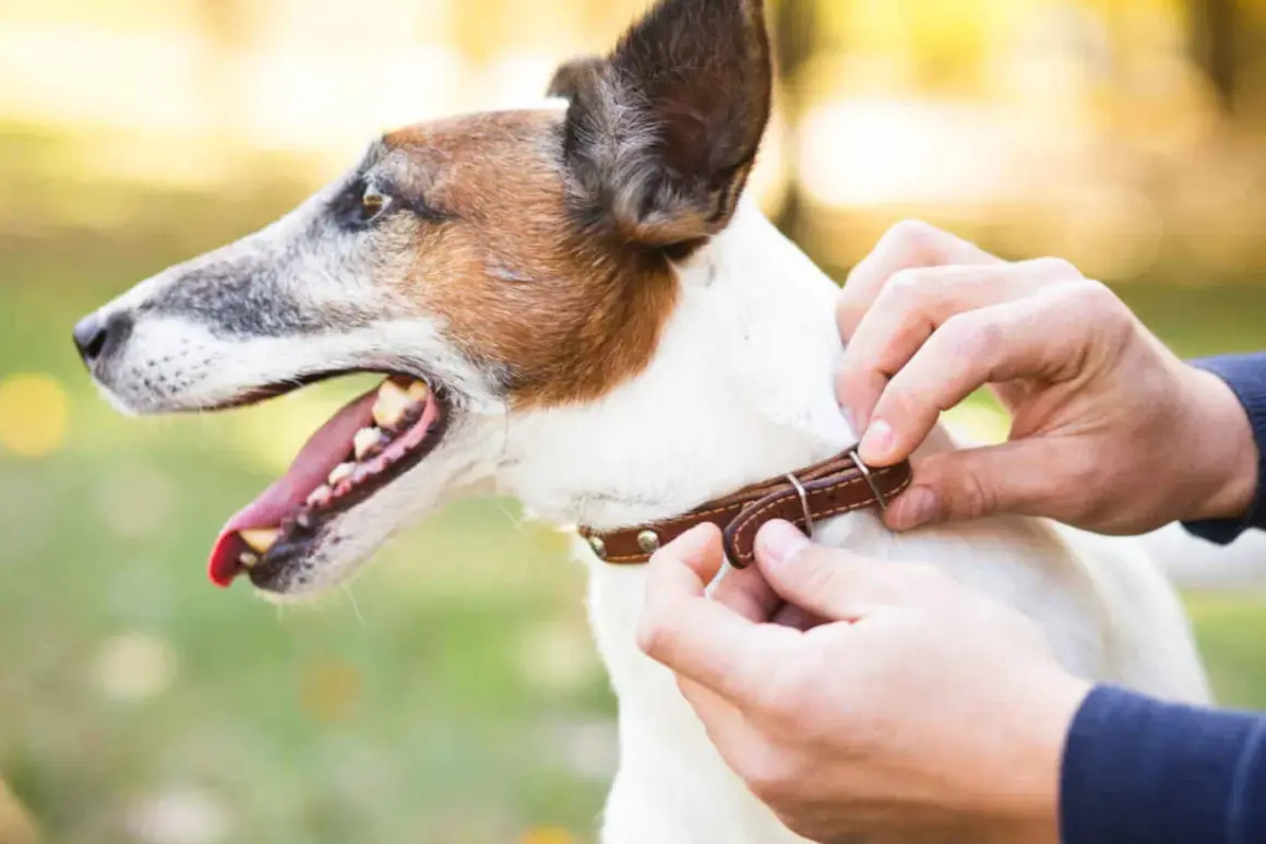 Un collier en cuir est ajusté autour du cou d'un Jack Russell terrier, prêt pour une promenade.
