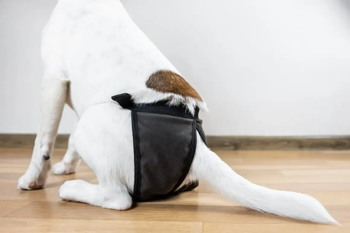 Une chienne porte une culotte hygiénique pour la protection pendant ses chaleurs.
