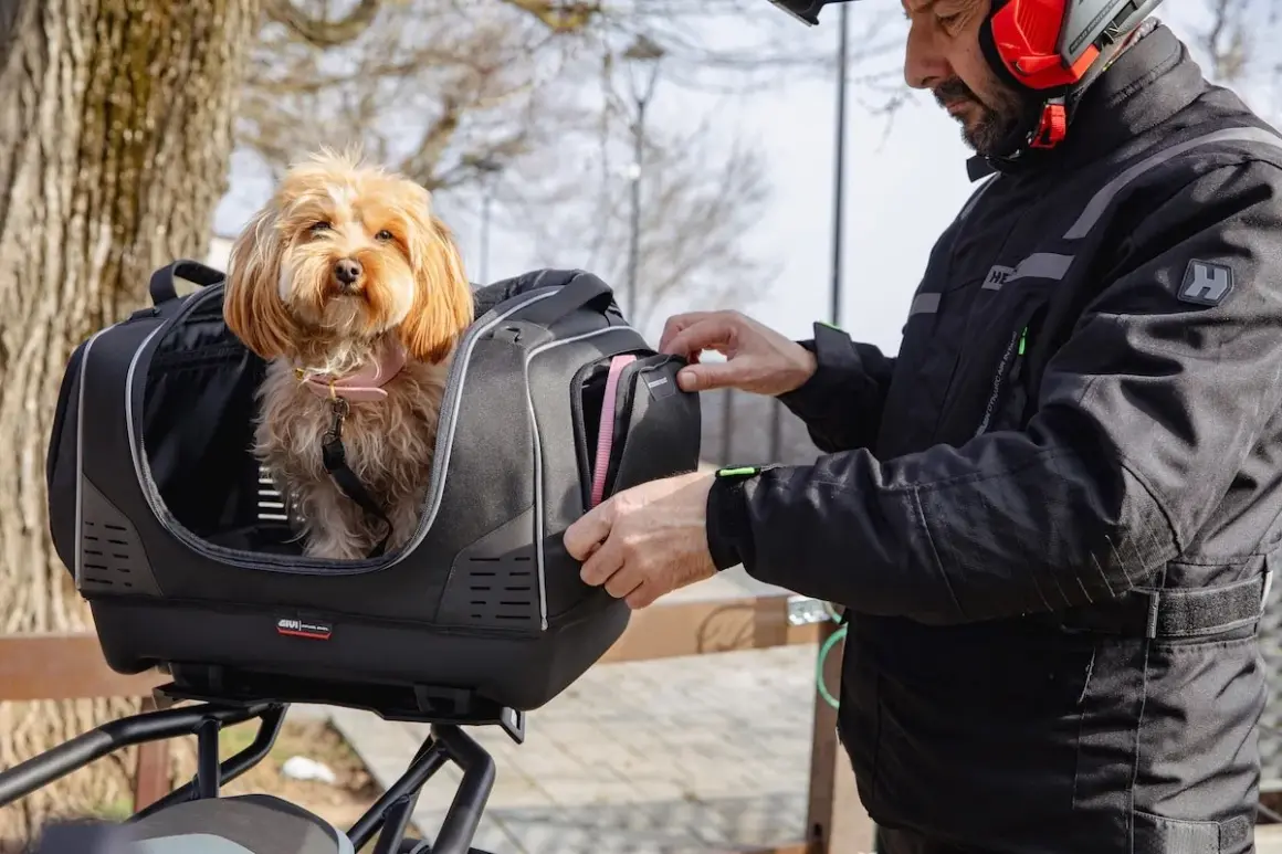 Un homme prépare un top case moto pour chien de 20 kg. Le petit chien est déjà installé, prêt pour l'aventure.