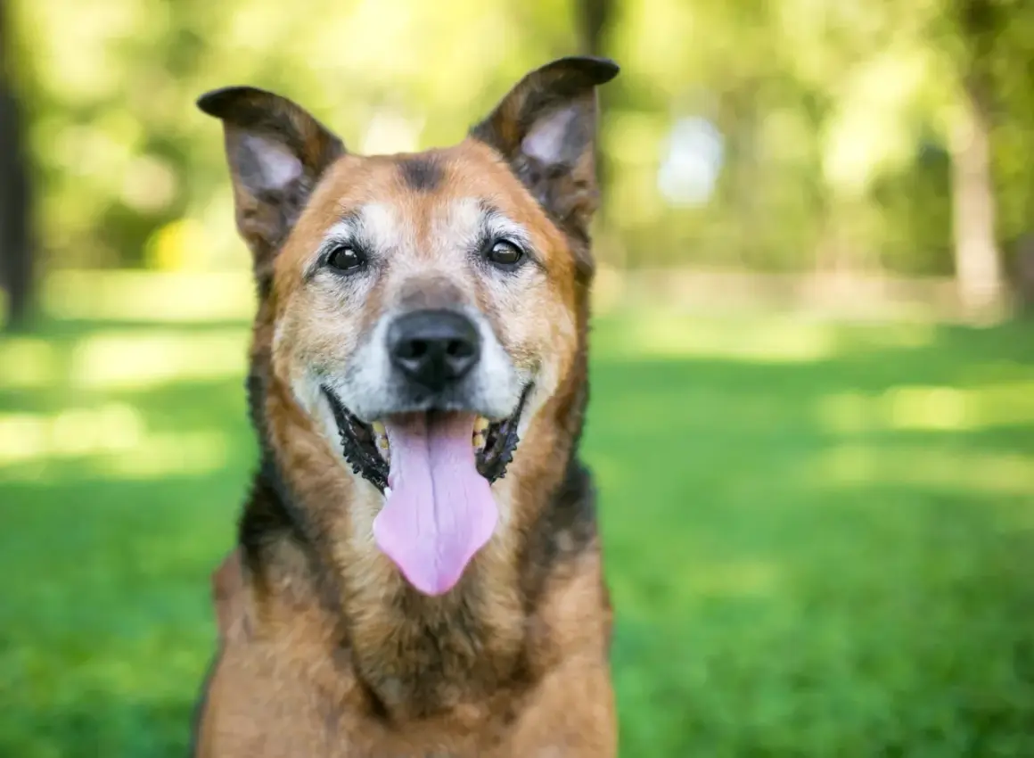 Un chien âgé, aux poils gris autour des yeux, sourit avec sa langue rose pendante. Sa sénilité canine ne l'empêche pas d'être heureux.