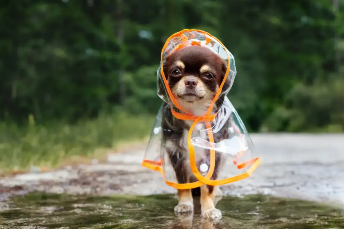 Un adorable chihuahua porte un imperméable transparent avec capuche, prêt à affronter la pluie.
