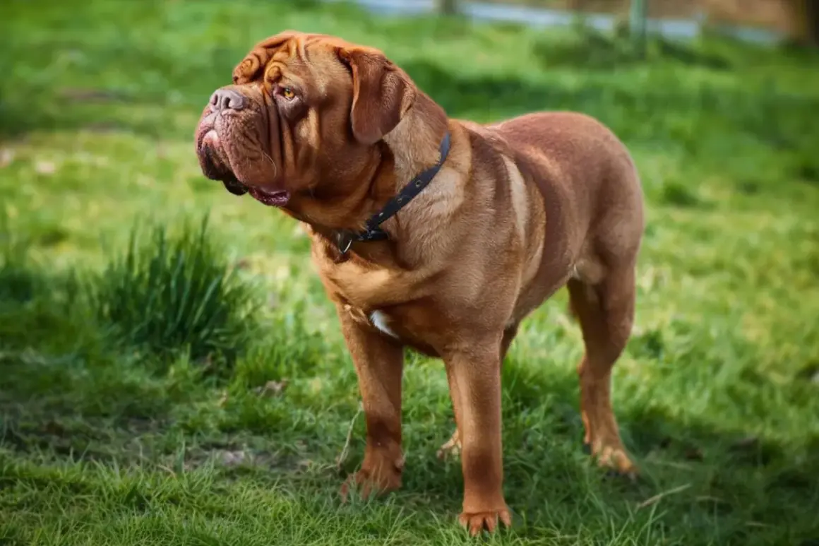 Un majestueux dogue de Bordeaux, au pelage brun-roux, se tient fièrement dans l'herbe verte.