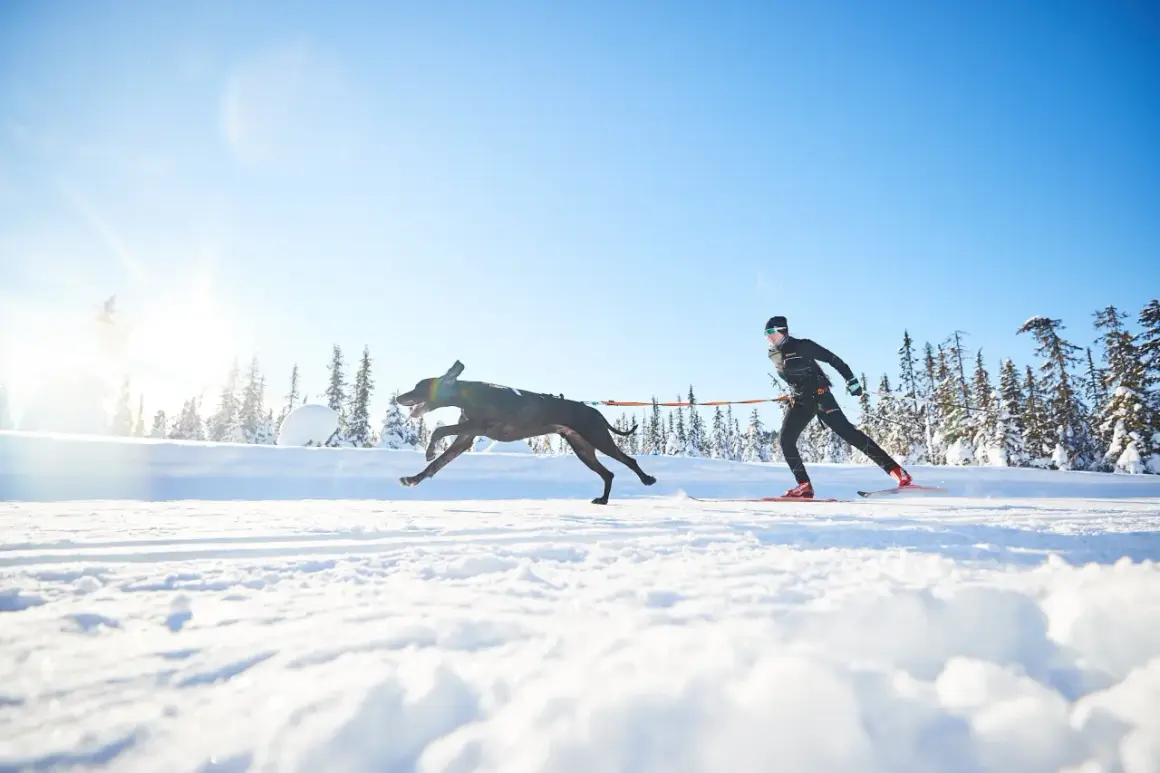 Un chien noir court joyeusement dans la neige, tirant un skieur. Le soleil brille sur le paysage hivernal.