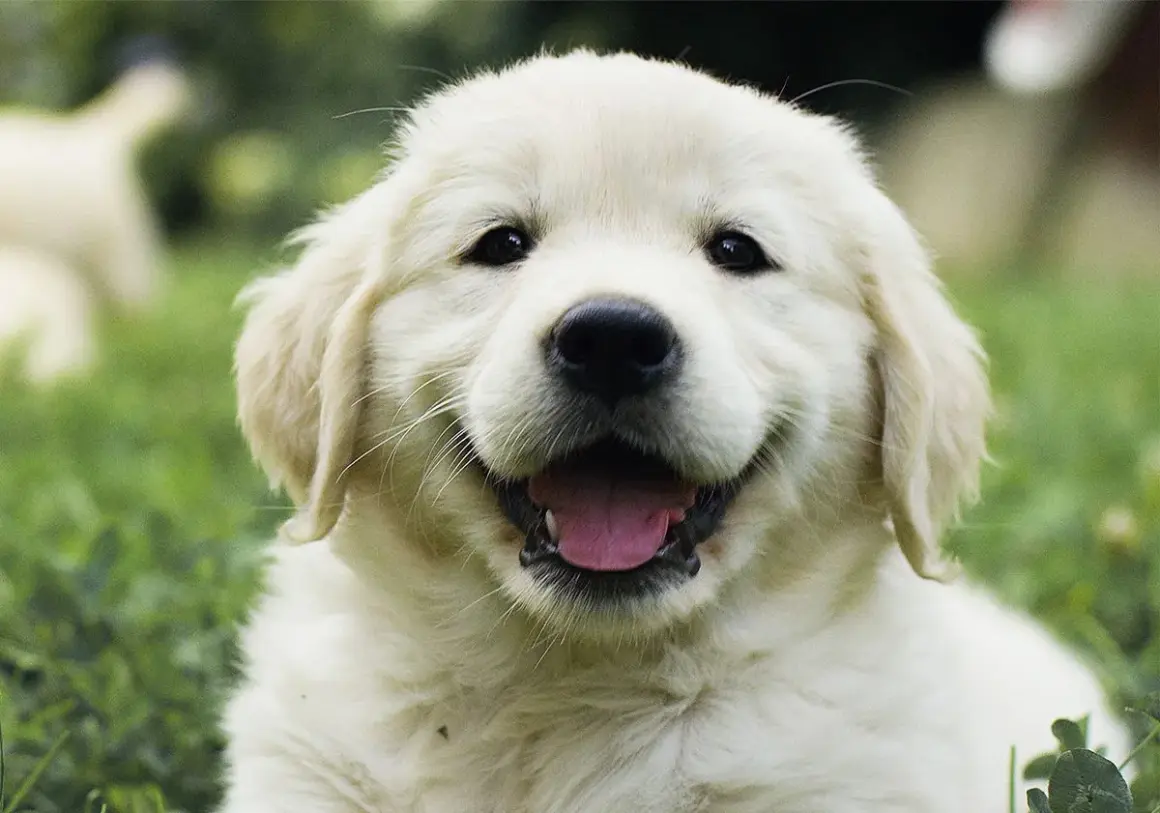 Un adorable mini golden retriever sourit, la langue sortie, dans l'herbe verte.