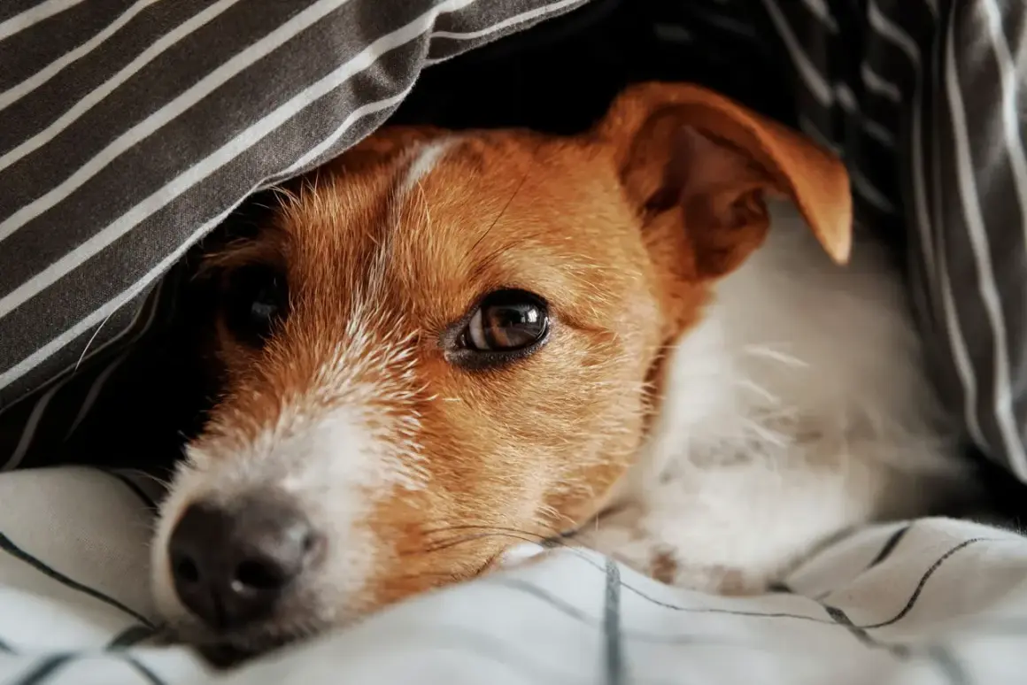 Un chien truffe chaude se repose sous une couette rayée, l'œil mi-clos, profitant d'un moment de douceur.
