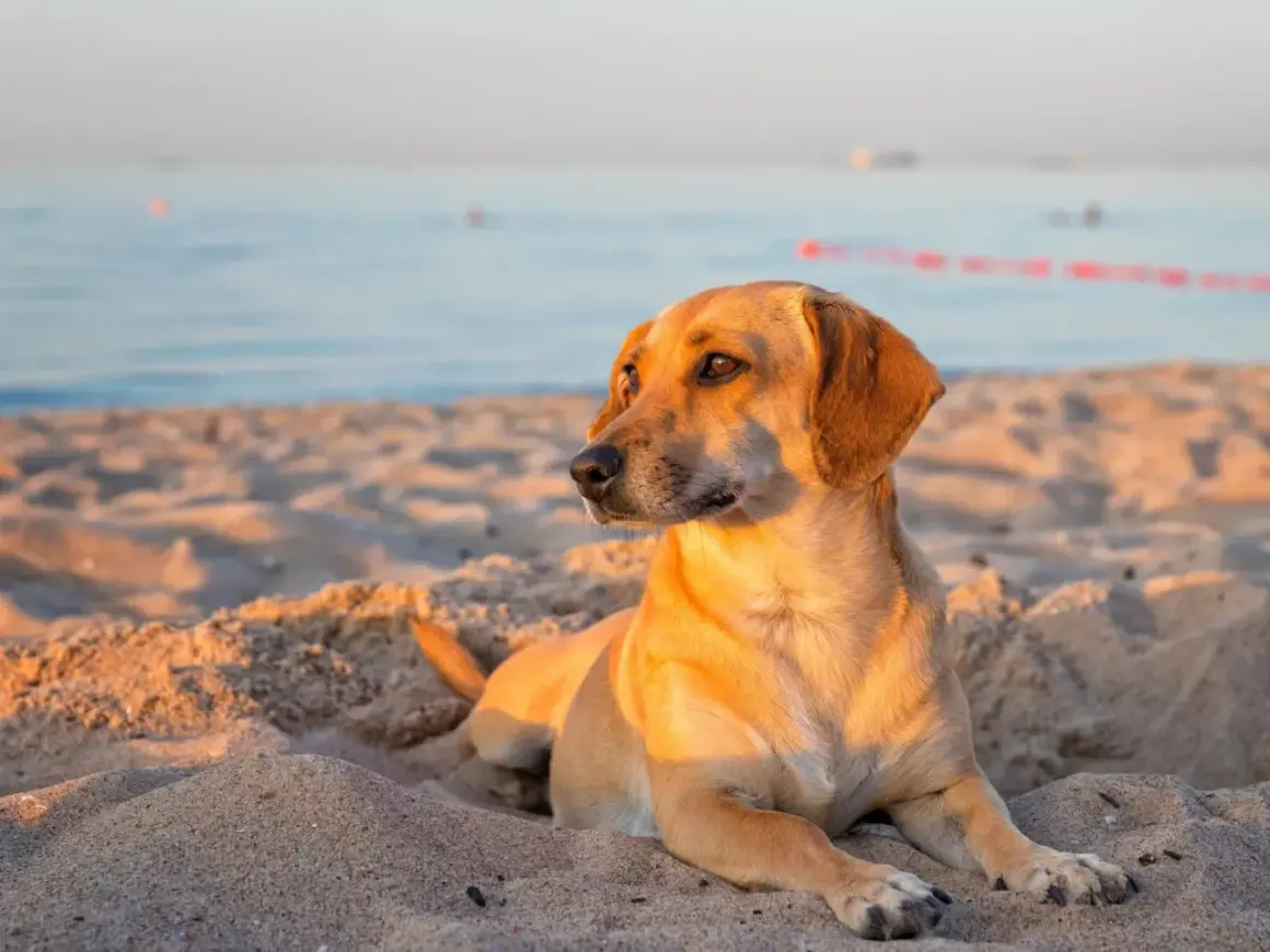 Un chien brun se repose sur le sable chaud, profitant d'une journée sur les plages autorisées aux chiens dans le Var.