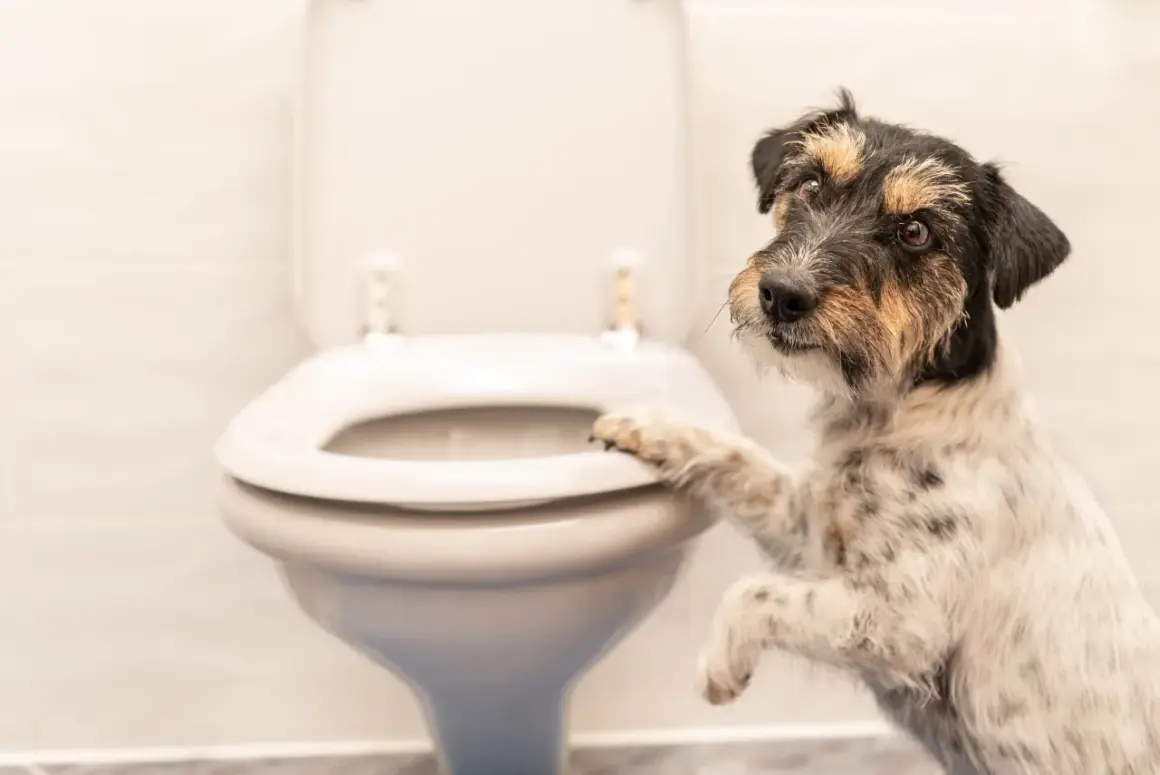 Un chien curieux pose une patte sur la lunette des toilettes, comme pour demander : pourquoi mon chien me suit aux toilettes ?