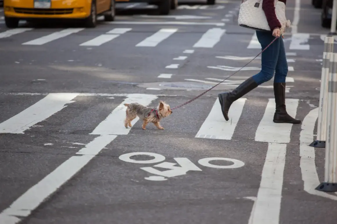 Un petit chien traverse la rue à New York, tenu en laisse par sa propriétaire.