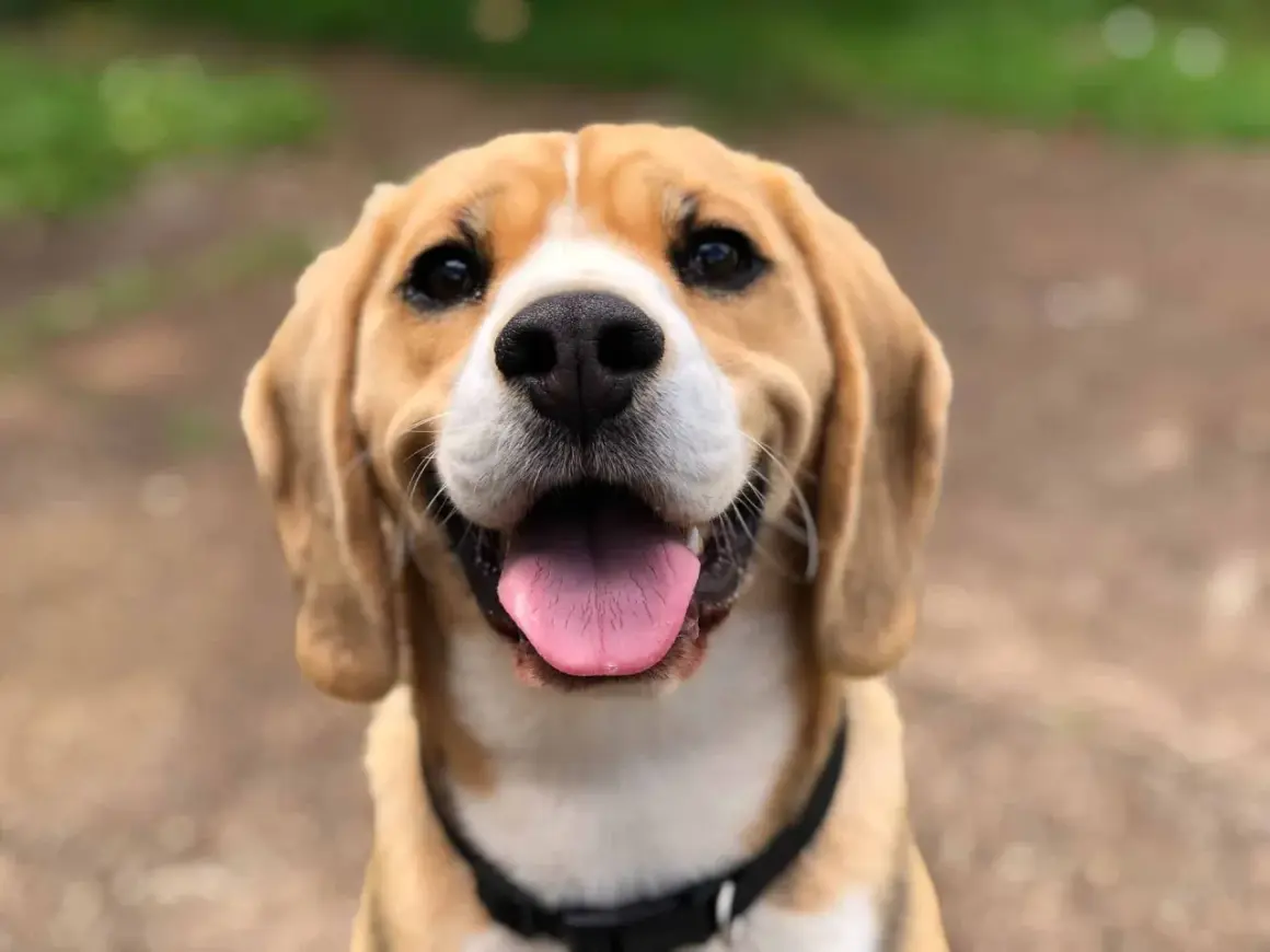 Un adorable beagle sourit, sa langue rose pendante. Il fait du bruit avec sa langue, un signe de bonheur et de chaleur.