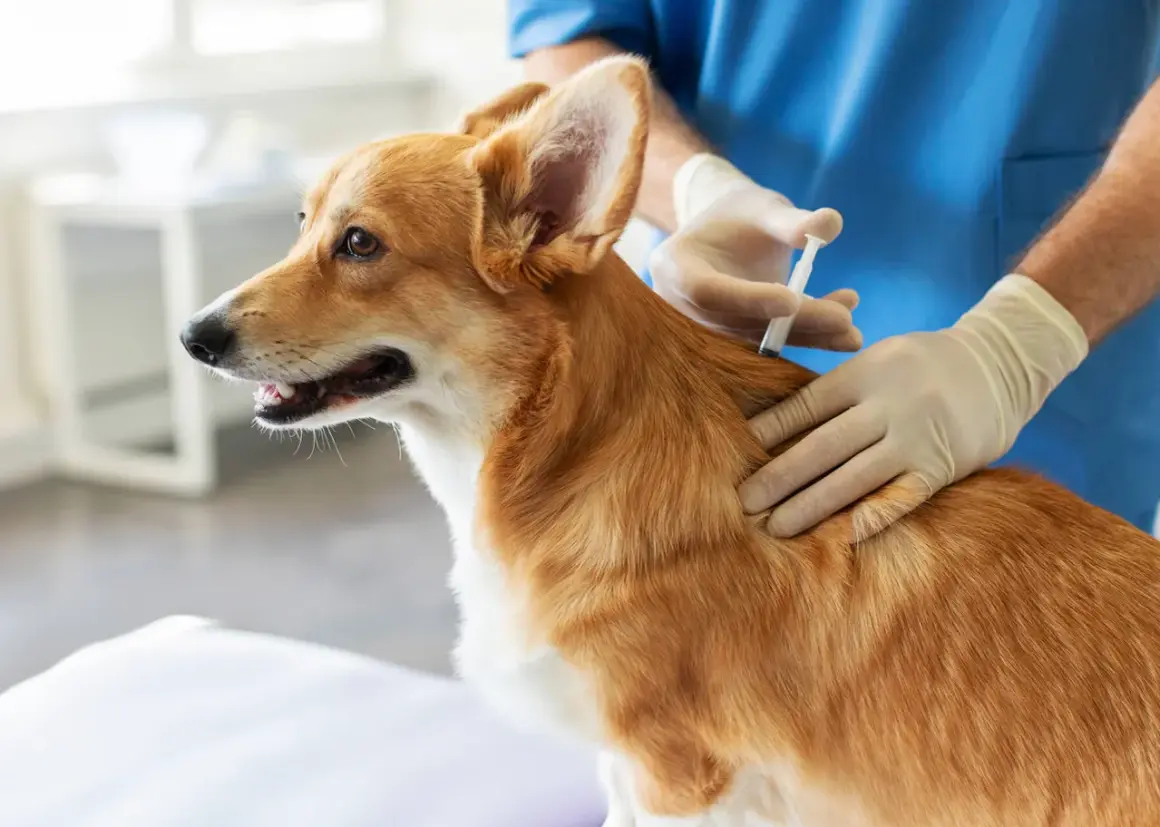 Un vétérinaire administre des vaccins chien à un adorable corgi roux.