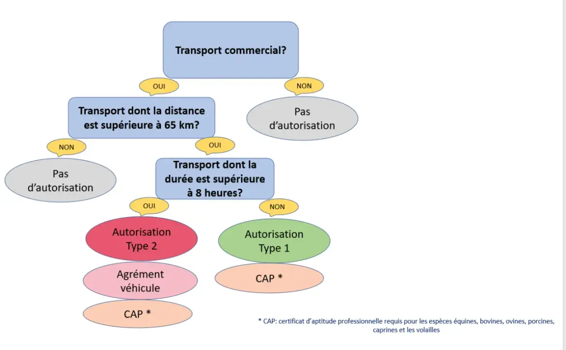 Organigramme déterminant les autorisations nécessaires pour le fret animaux, selon la distance et la durée du transport.