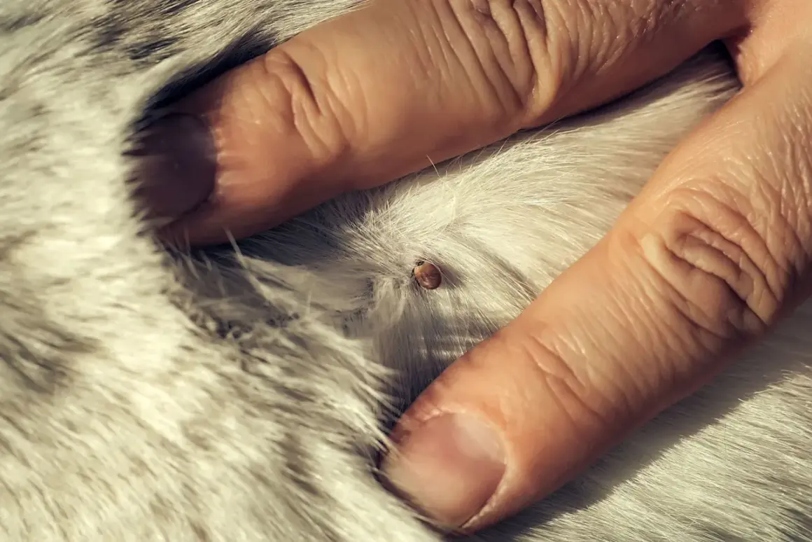 Gros plan d'une tique sur le pelage d'un chien, montrant l'importance d'un traitement rapide.