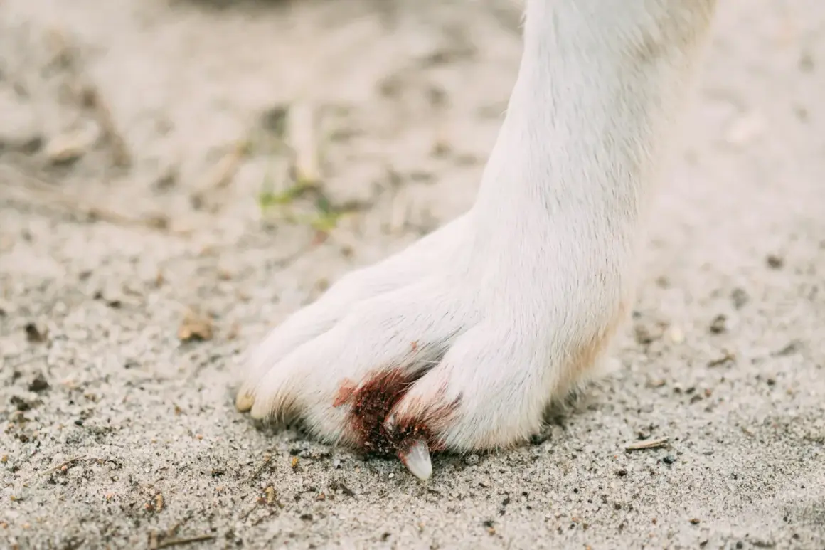 Pied blanc d'un chien sur le sable, montrant une griffe cassée sans saignement visible.