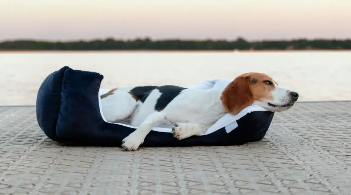 Un chien beagle se repose sur un coussin ovale bleu marine, profitant d'une vue paisible sur l'eau au coucher du soleil.