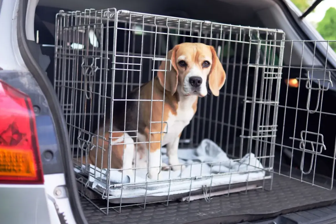 Un beagle dans sa cage, prêt à monter en voiture. Une astuce pour faire monter un chien dans une voiture est de rendre la cage accueillante.