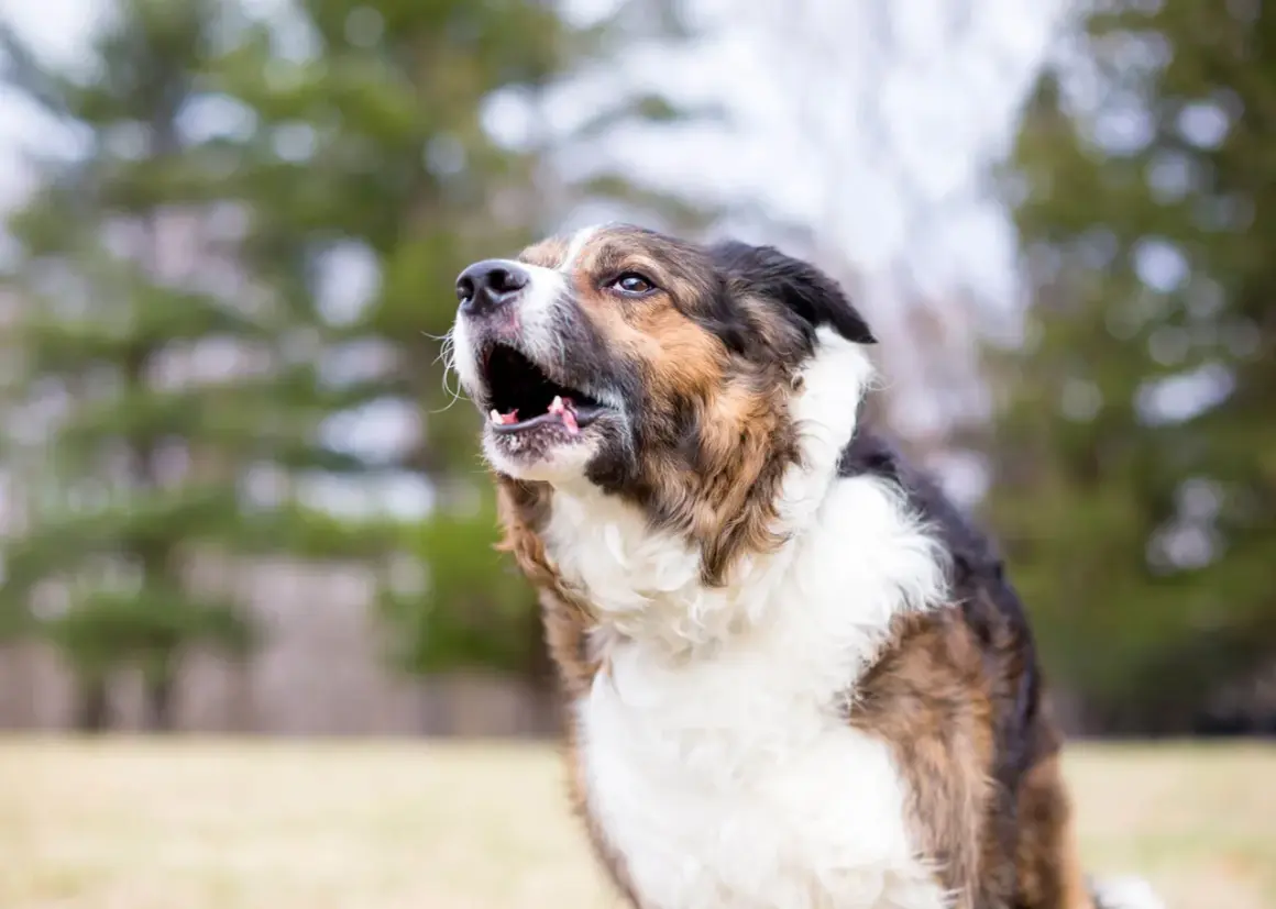 Gros plan d'un chien qui aboie, la gueule ouverte, avec un pelage brun, noir et blanc.