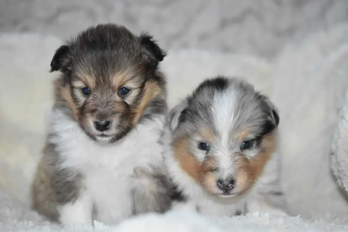 Deux adorables chiots Sheltie, parfaits pour la socialisation chiot, aux yeux bleus pétillants et au pelage doux, posent ensemble sur un fond blanc.