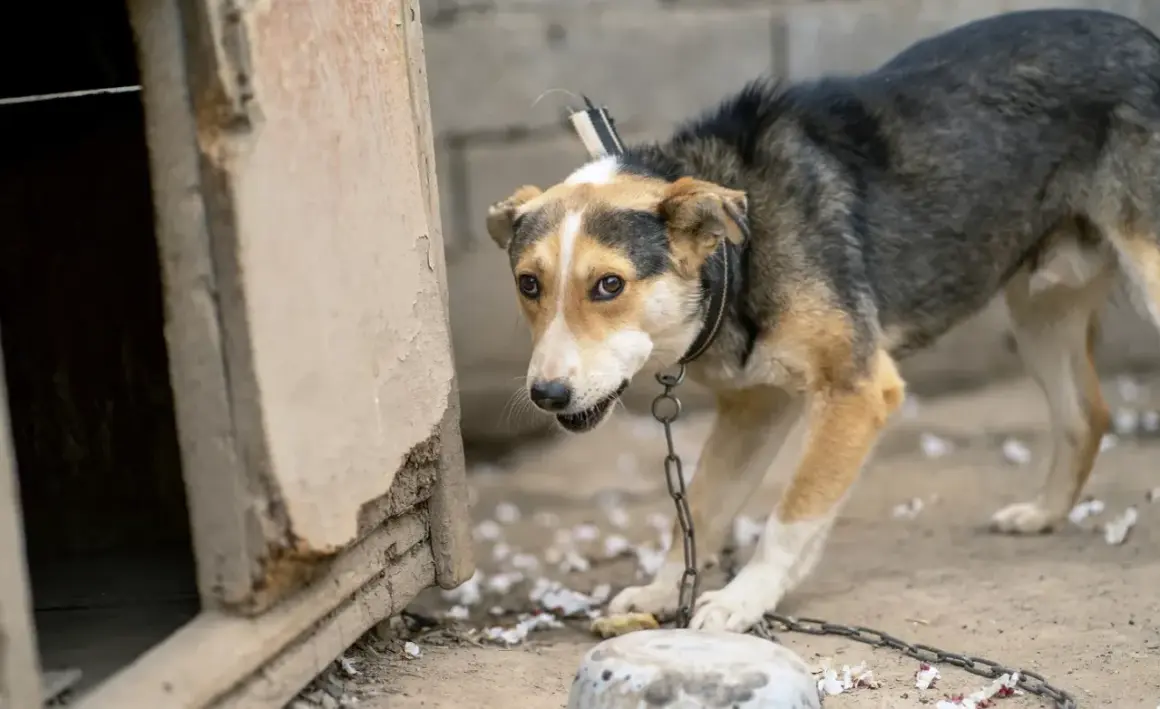 Un chien au pelage tricolore est attaché par une chaîne d'attache pour chien à une niche délabrée.