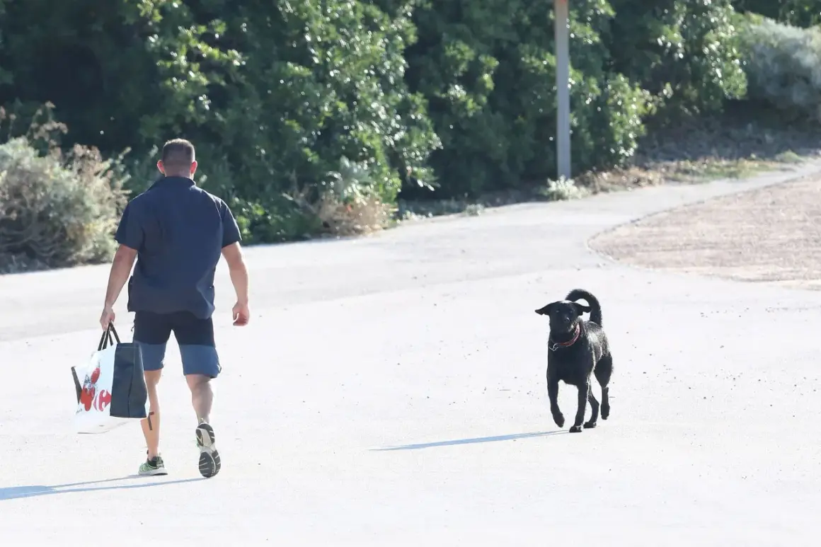 Un homme portant un sac de courses se promène avec son brégançon chien noir sur un chemin ensoleillé.
