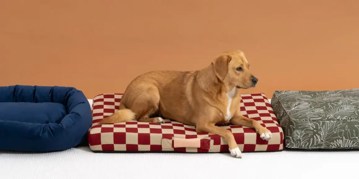 Un chien brun se repose sur un panier à carreaux rouges et beiges. À côté, un panier bleu et un autre à motifs verts.
