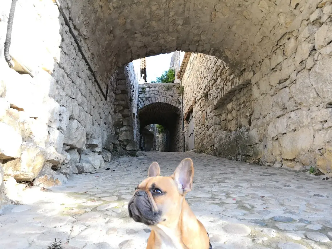 Un bouledogue français explore une ruelle pavée en pierre en Ardèche, sous une arche de pierre.