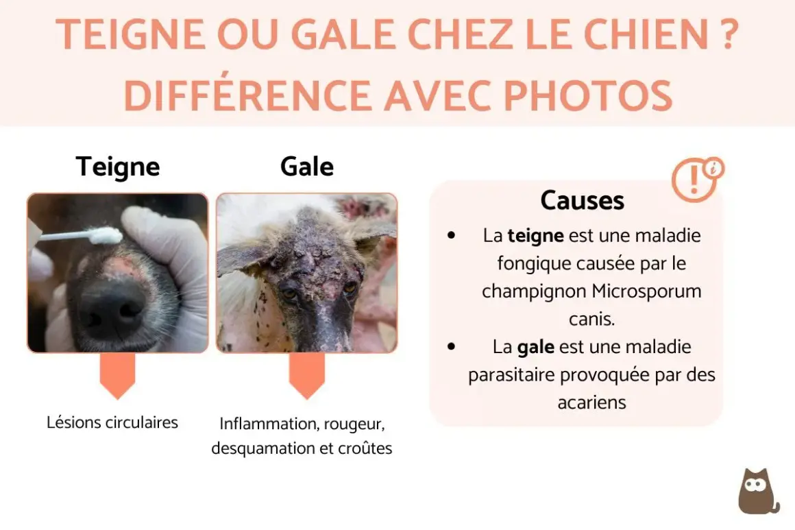 Comparaison visuelle de la teigne et de la gale chez le chien. La teigne montre des lésions circulaires, la gale une inflammation et des croûtes.