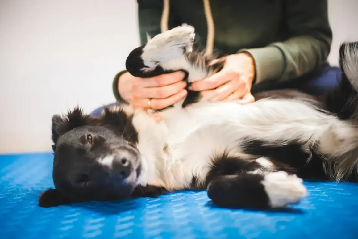 Un chien noir et blanc se repose sur le dos, recevant un massage relaxant des pattes.