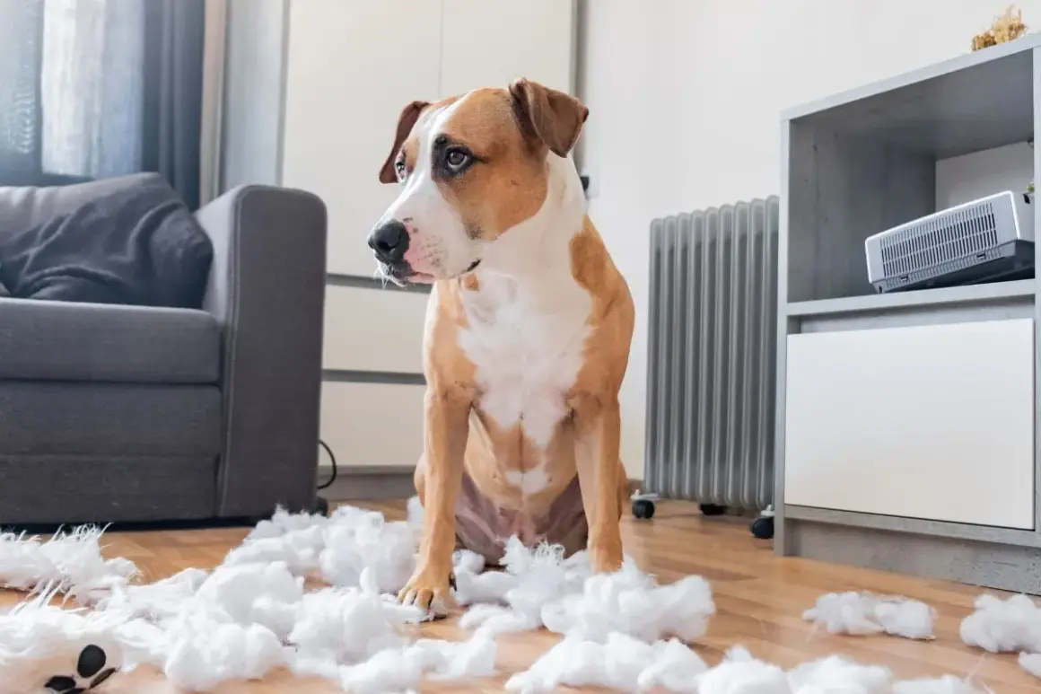 Un chien pitbull, l'air coupable, assis au milieu de peluches déchirées. Que faire avec un chien destructeur ?