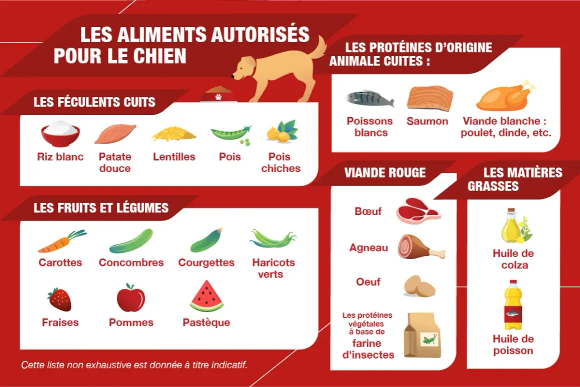 Guide pour cuisiner pour son chien : féculents, fruits, légumes, viandes et poissons autorisés.