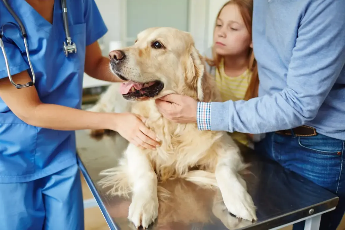 Un vétérinaire examine un golden retriever, inquiets, un enfant et un homme observent. Le chien pourrait avoir la toux du chenil.