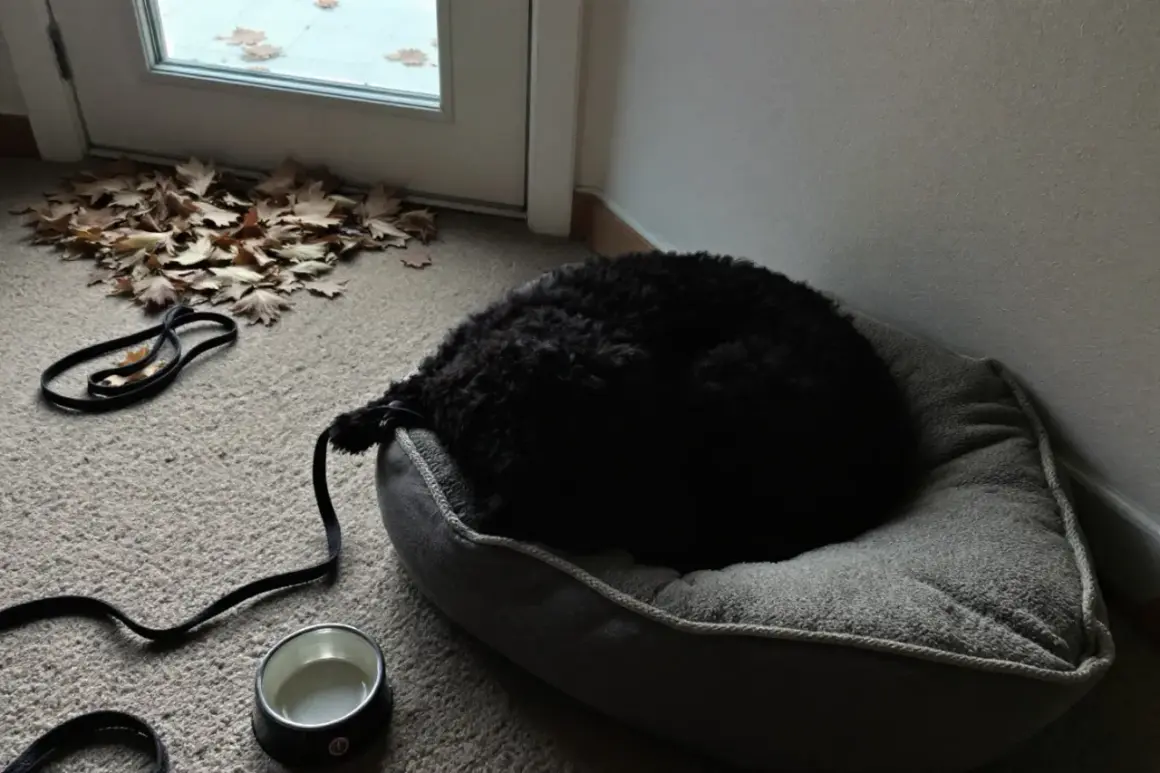 Un chien noir dort sur son coussin, prêt à partir en pension. Avis sur la garde de chien.
