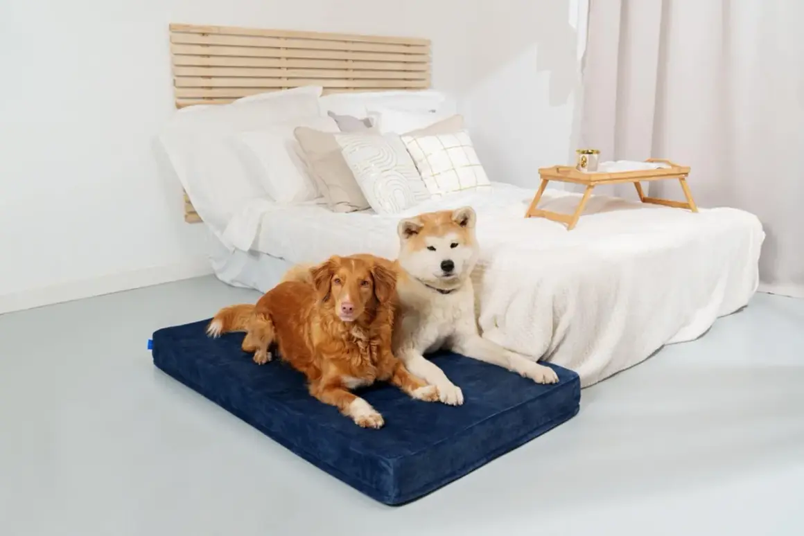 Deux chiens se prélassent sur un matelas bleu, un panier pour chien incontinent idéal pour le confort et la propreté.